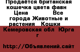 Продаётся британская кошечка цвета фавн › Цена ­ 10 000 - Все города Животные и растения » Кошки   . Кемеровская обл.,Юрга г.